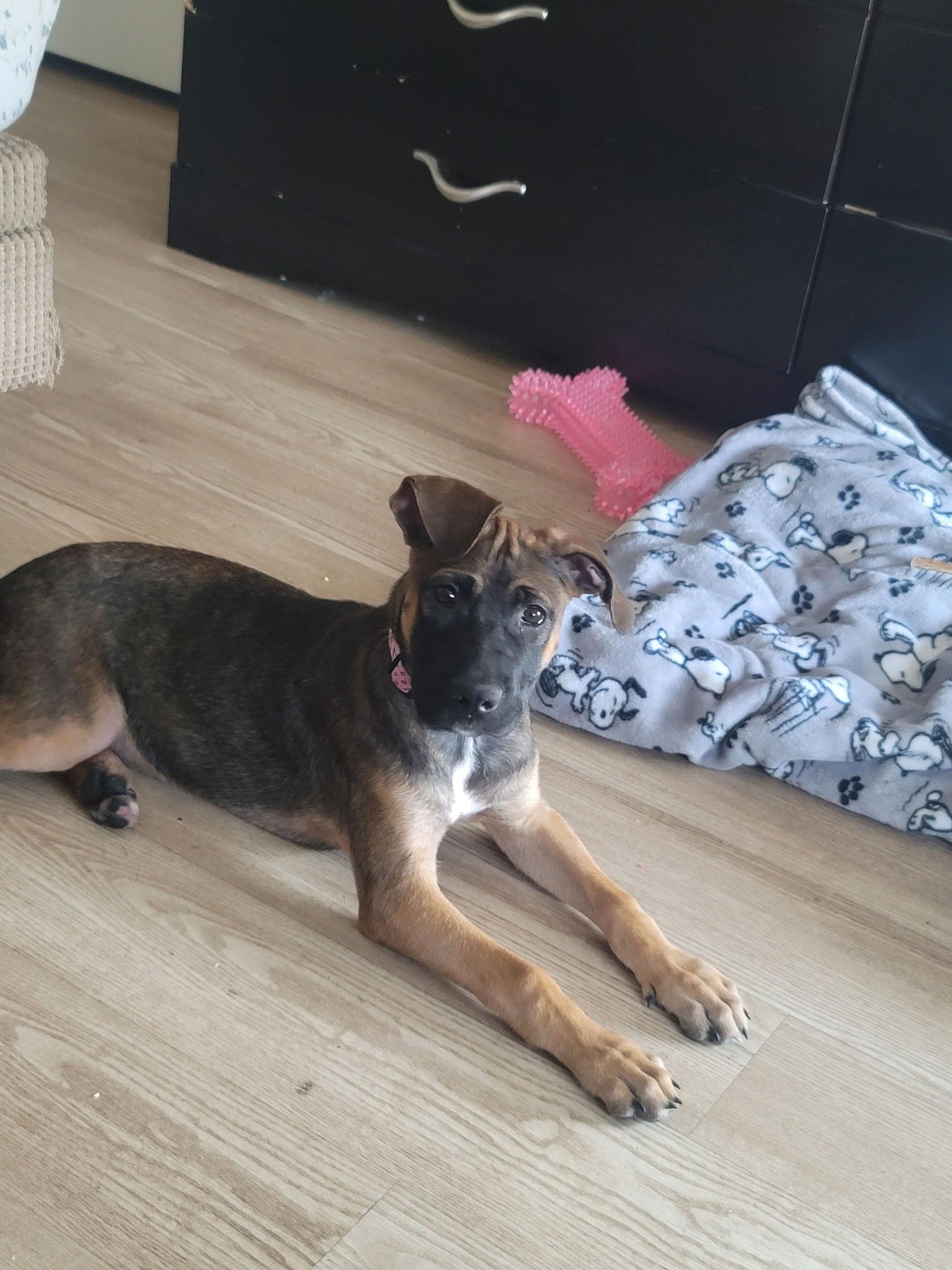 Lady, Adoptable, Young Female Boxer & Pit Bull Terrier.