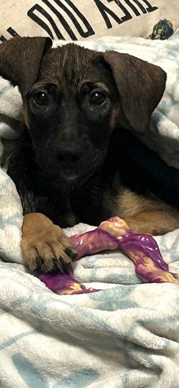 Lady, a Adoptable mixed breed in Midway, UT image 2/3