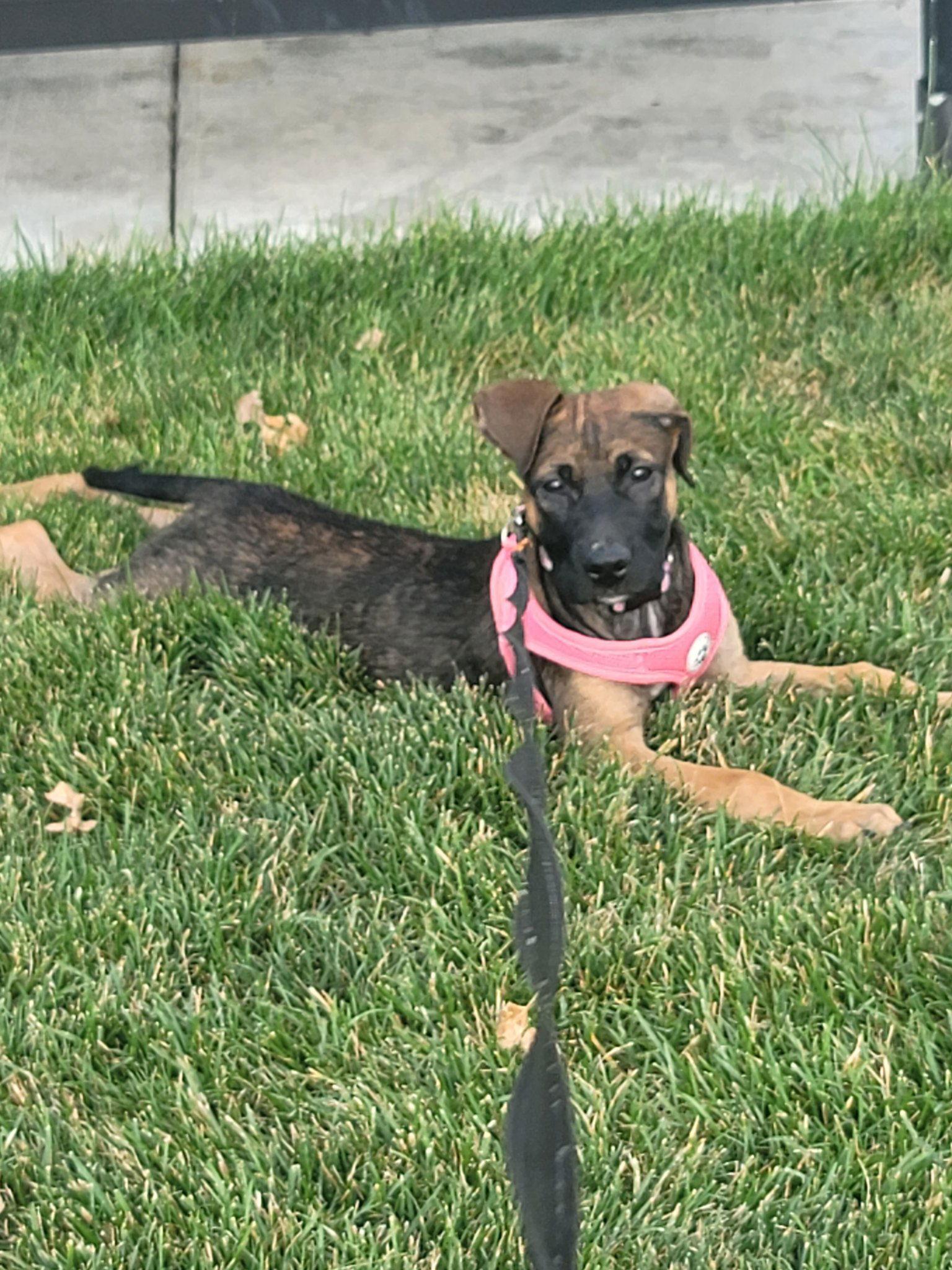 Lady, a Adoptable mixed breed in Midway, UT image 3/3