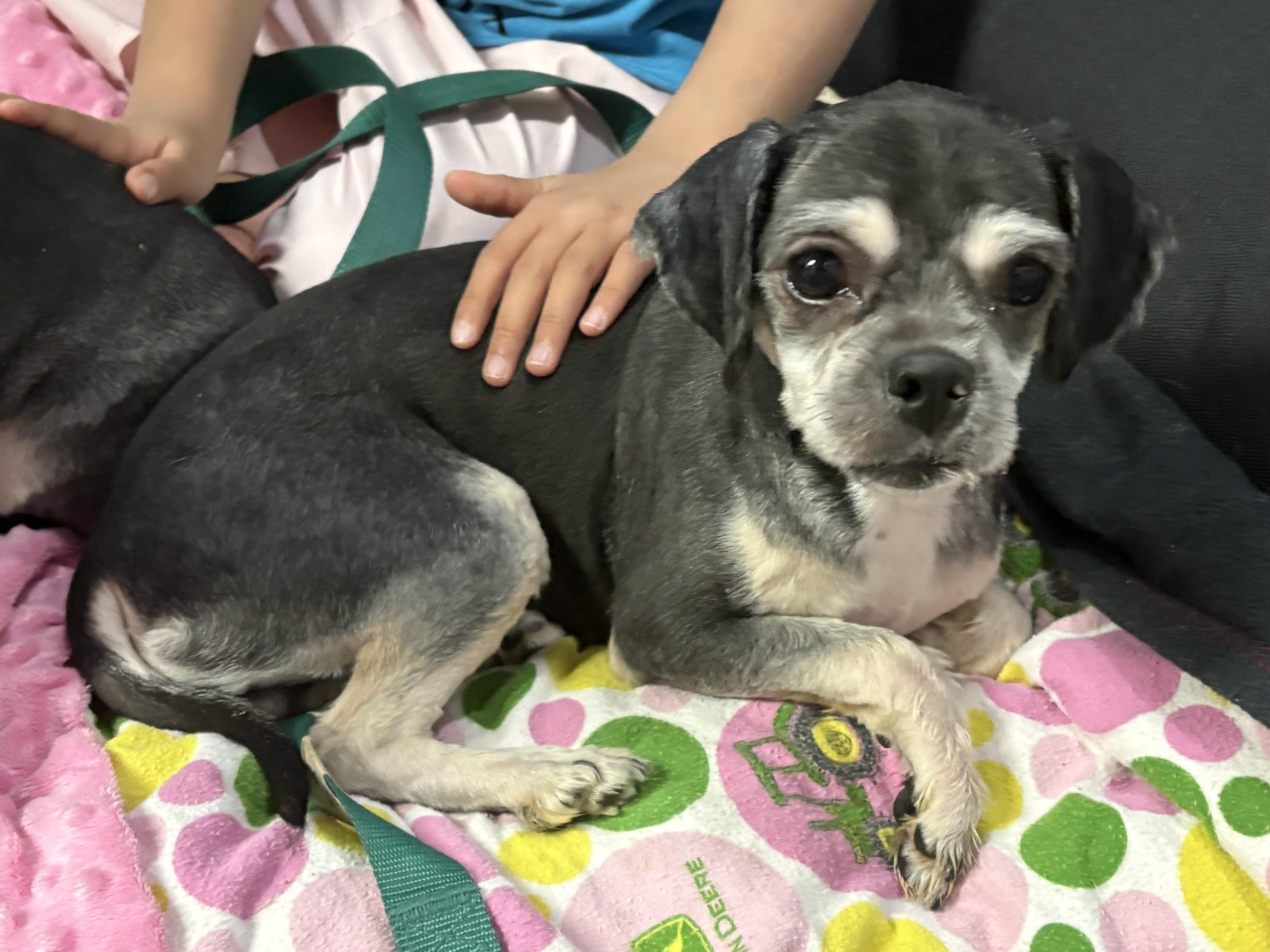 Louise, Adoptable, Young Female Shih Tzu & Miniature Poodle.