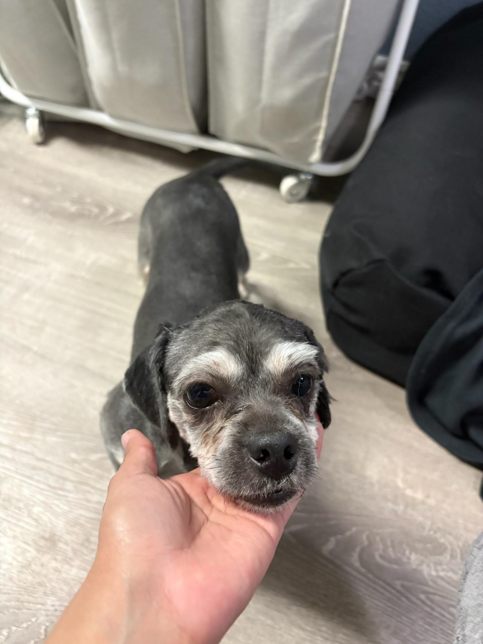 Enlarge Louise, a Adoptable mixed breed in Fort Collins, CO image 5/5