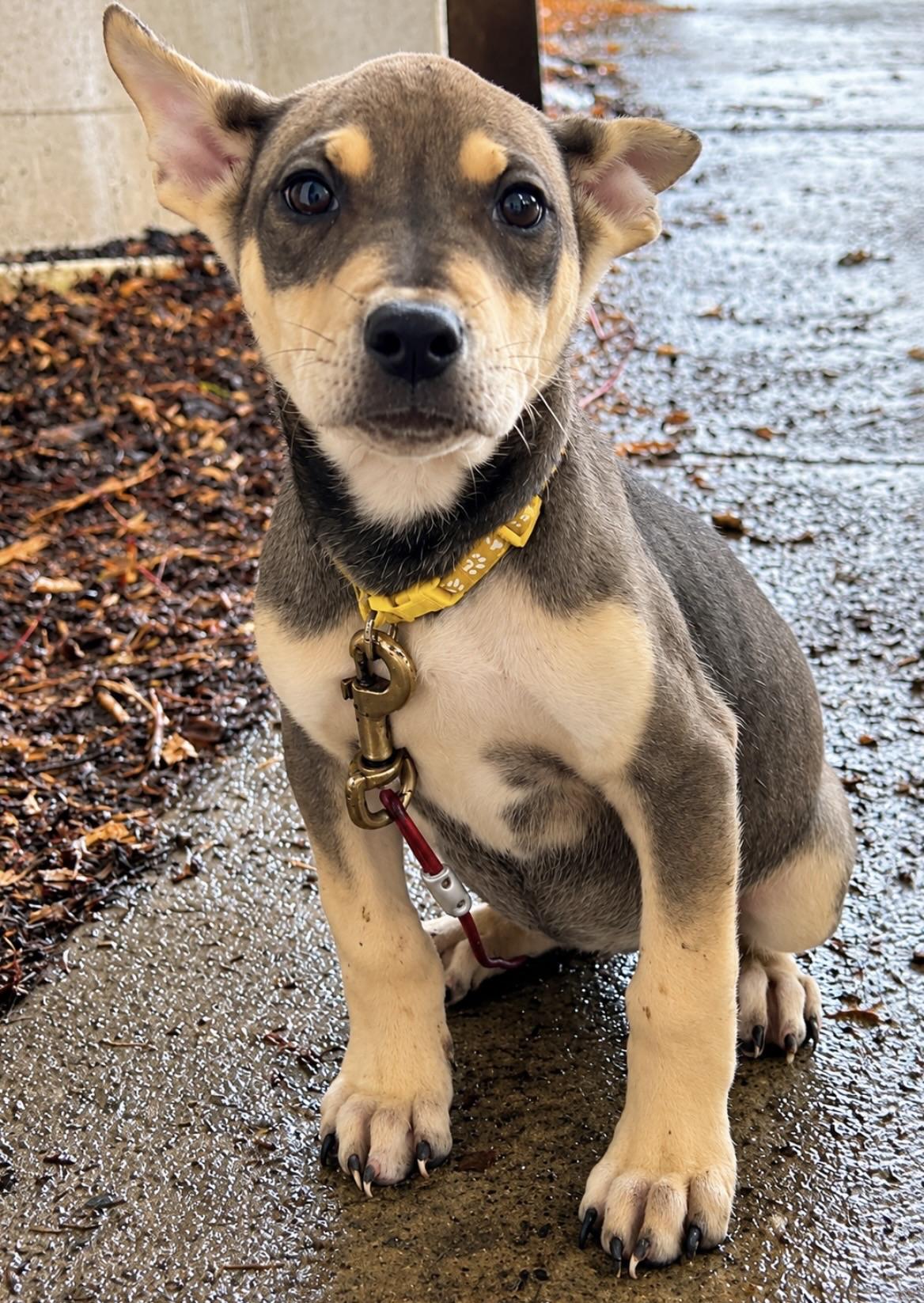Enlarge Frost, a Adoptable mixed breed in Tigard, OR image 4/5