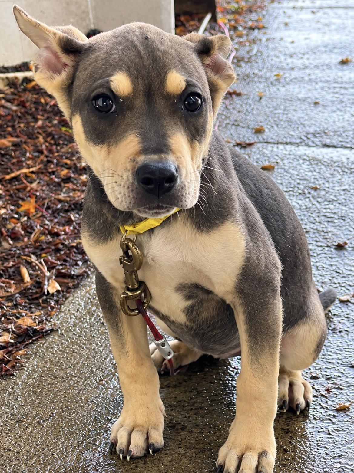 Enlarge Frost, a Adoptable mixed breed in Tigard, OR image 2/5