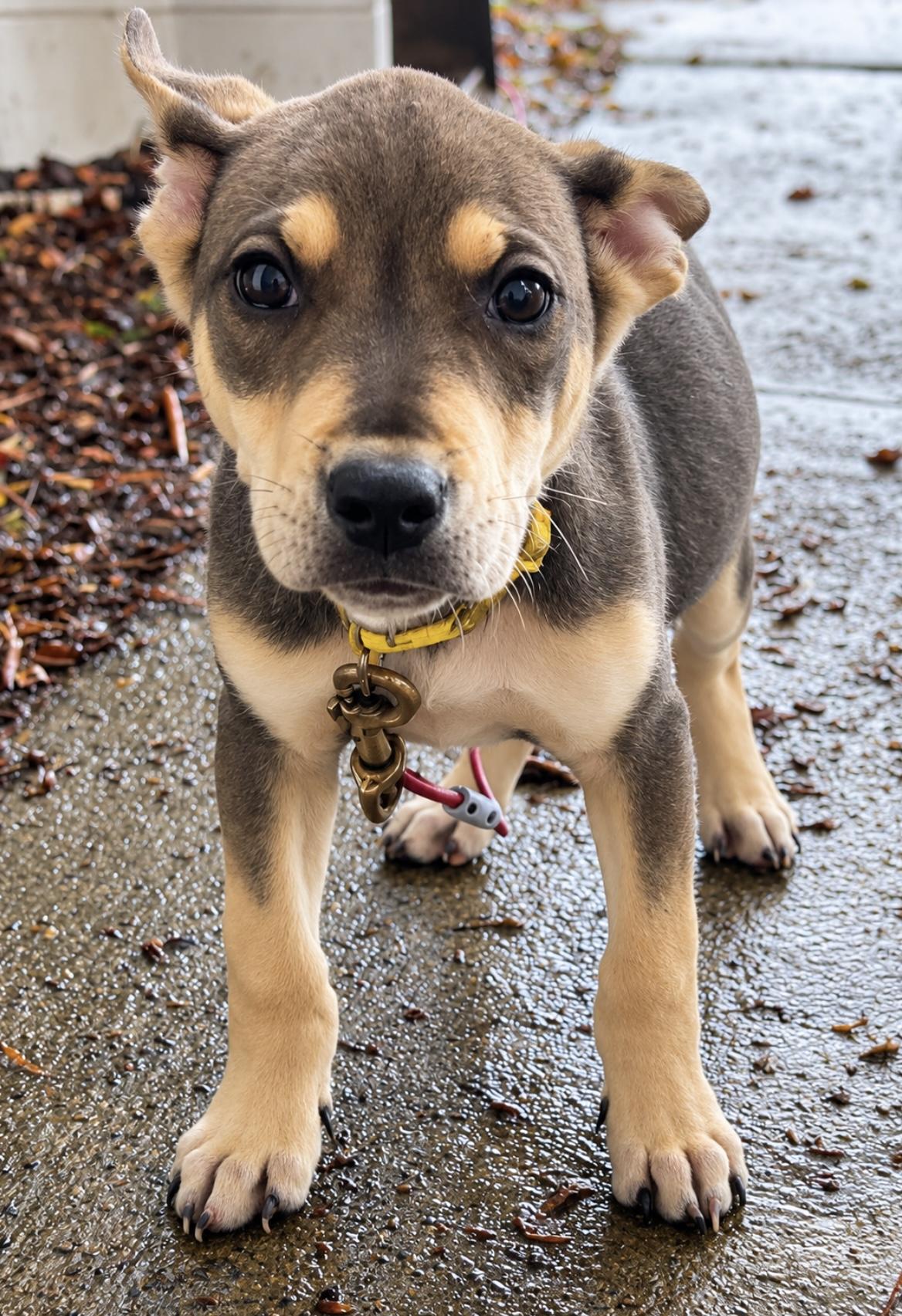 Enlarge Frost, a Adoptable mixed breed in Tigard, OR image 3/5
