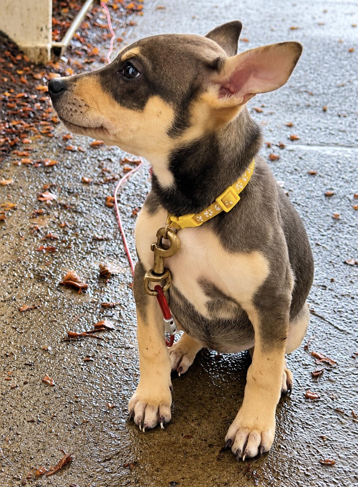 Enlarge Frost, a Adoptable mixed breed in Tigard, OR image 5/5