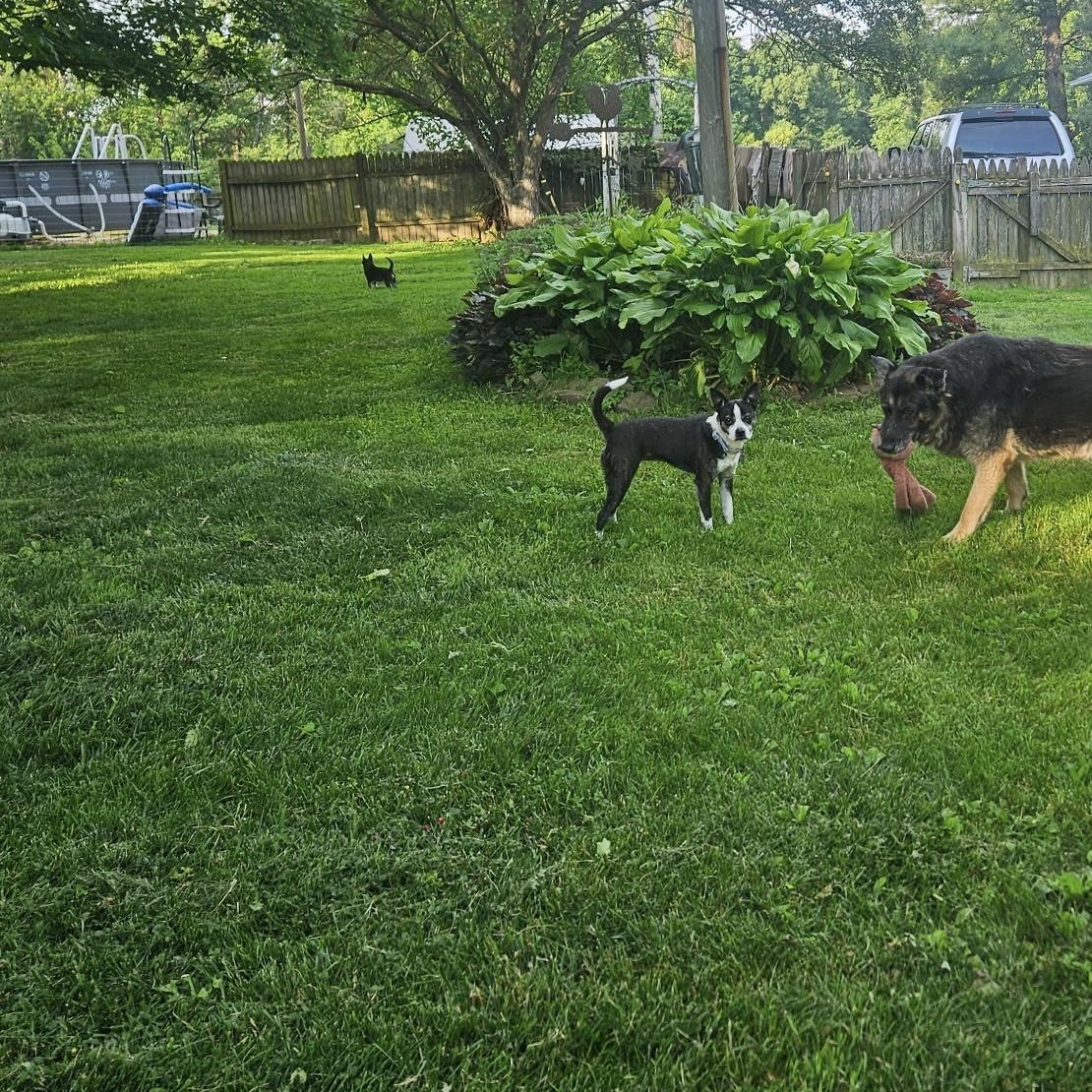 Enlarge Cricket, a ADOPTABLE mixed breed in High View, WV image 2/3