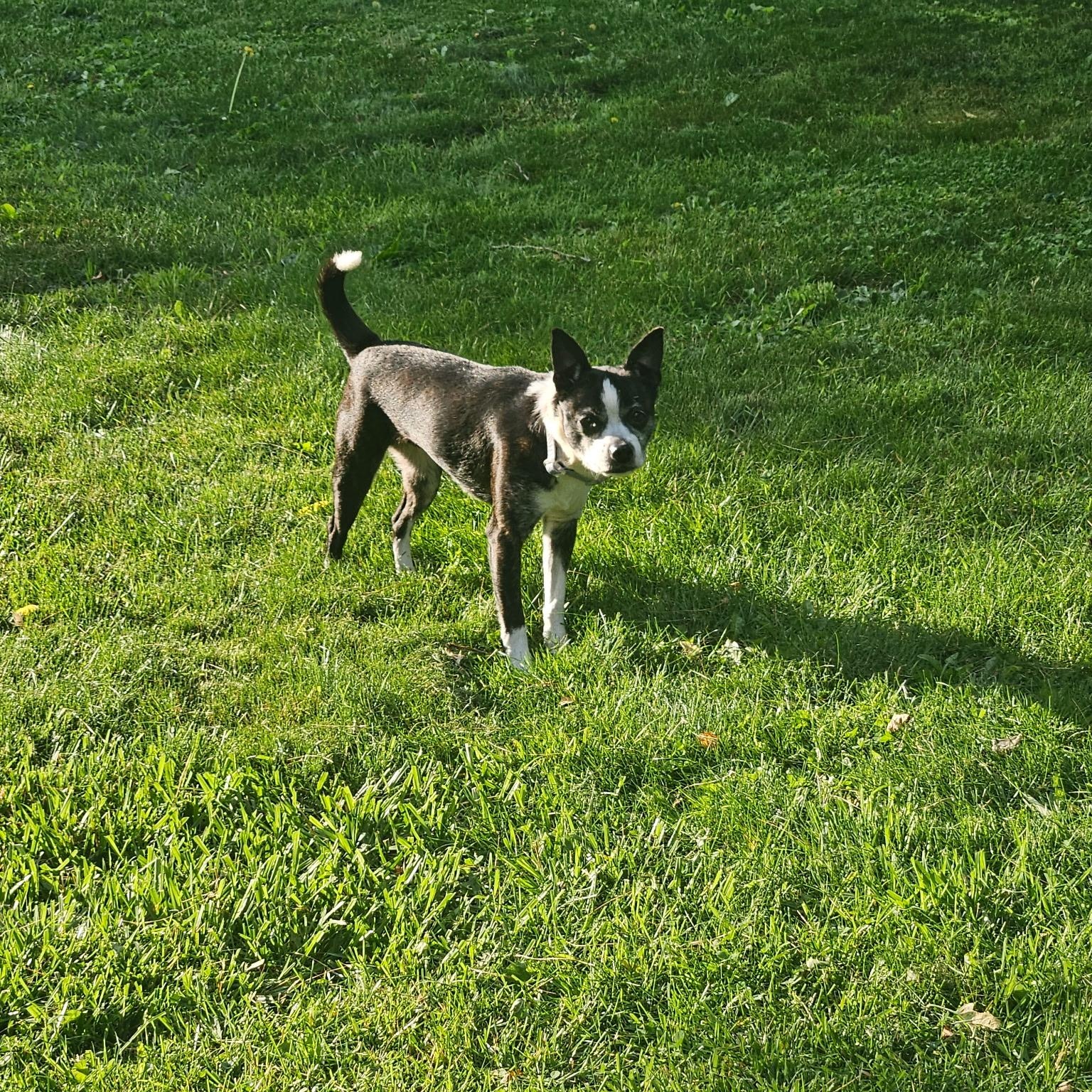 Enlarge Cricket, a ADOPTABLE mixed breed in High View, WV image 3/3