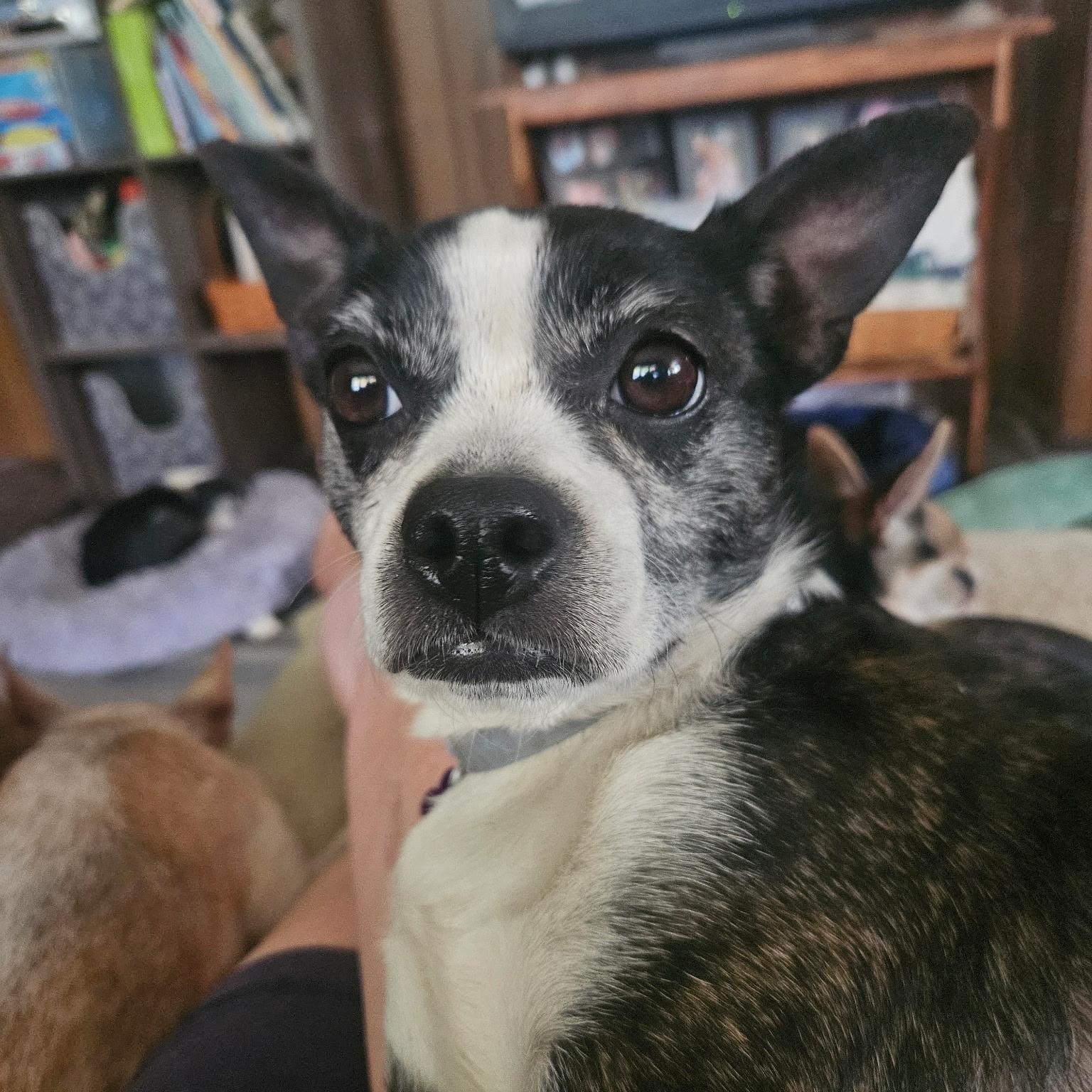 Cricket, ADOPTABLE, Adult Female Boston Terrier.