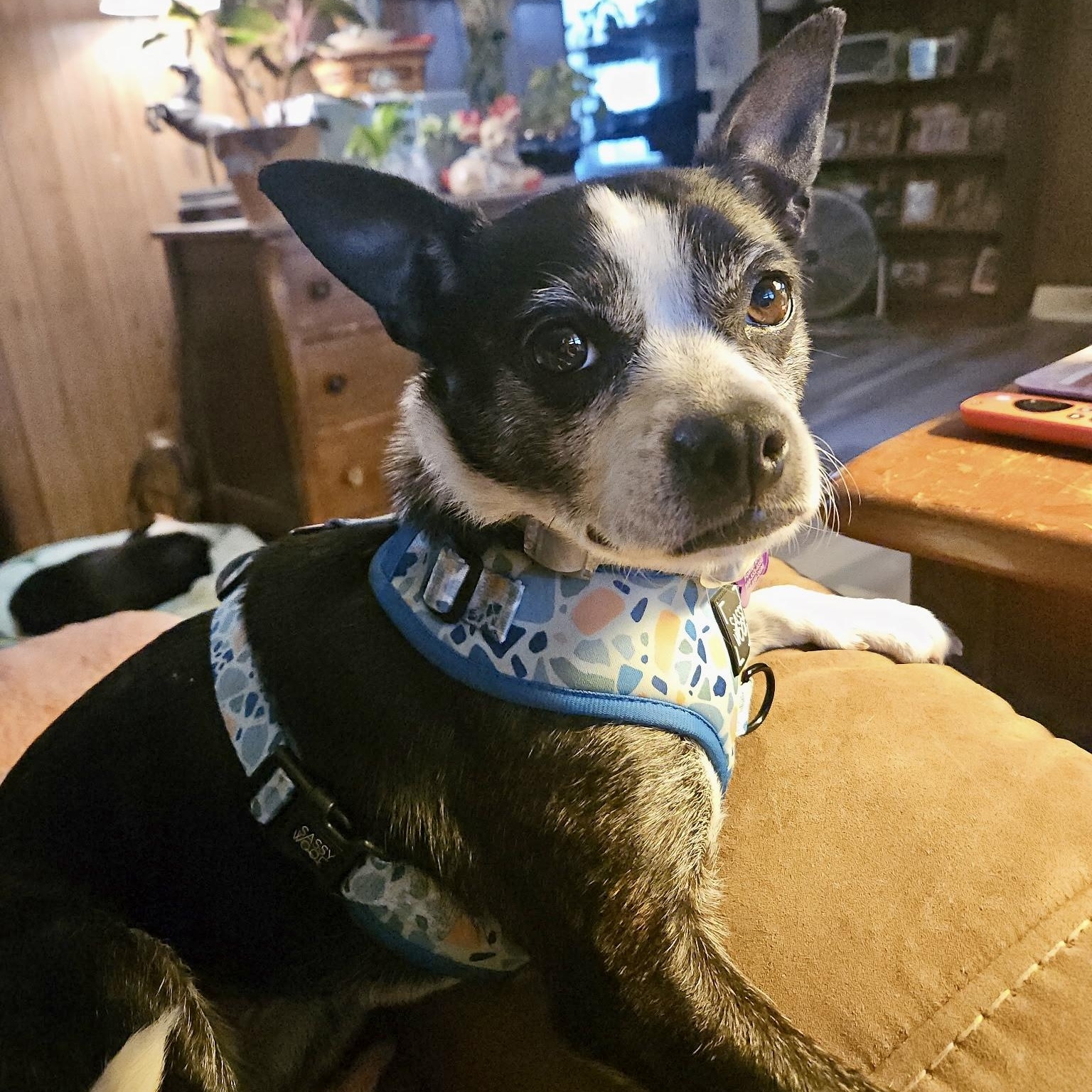 Cricket, ADOPTABLE, Adult Female Boston Terrier.