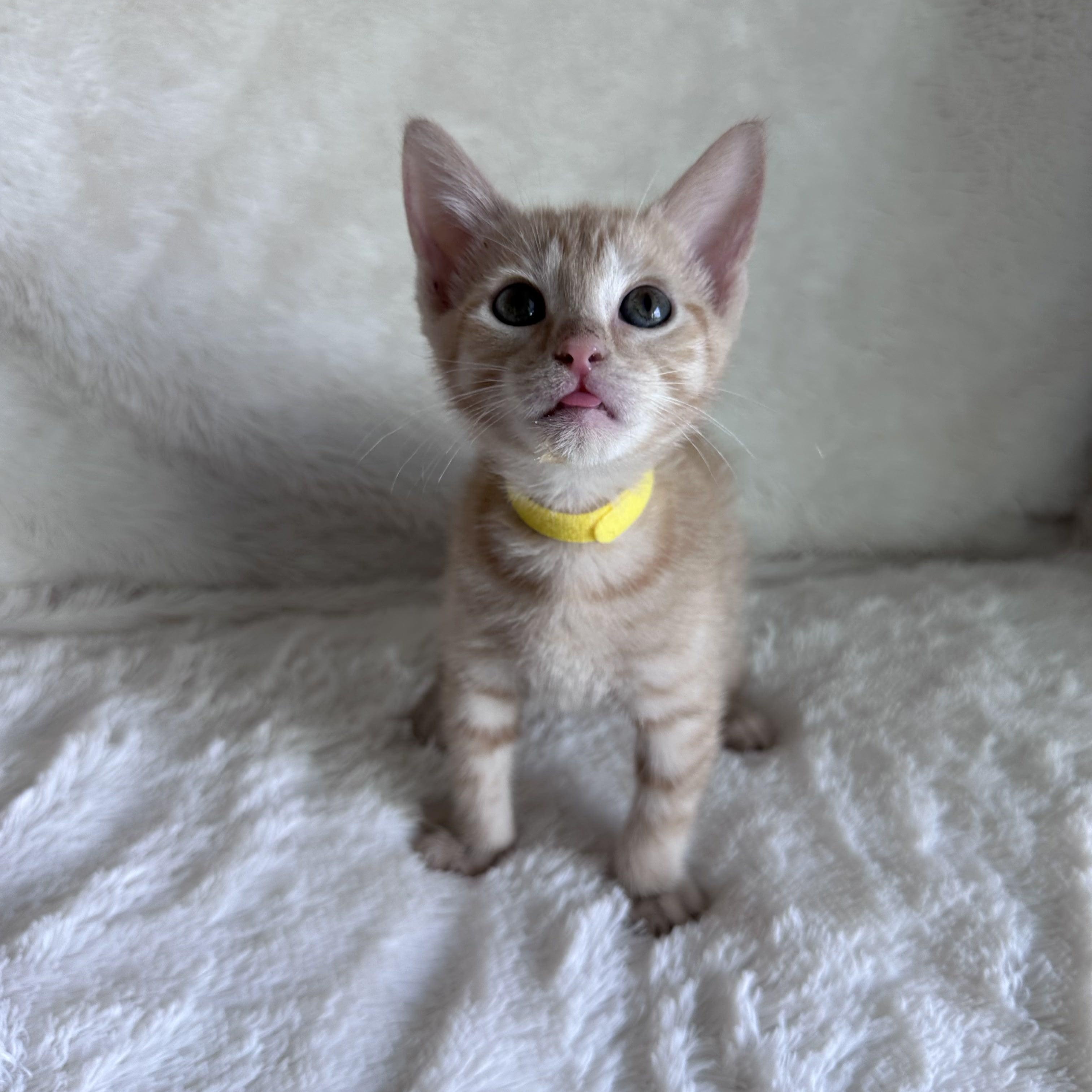 Sergeant Snuggles, a Adoptable Domestic Short Hair in Bryan, TX image 2/3