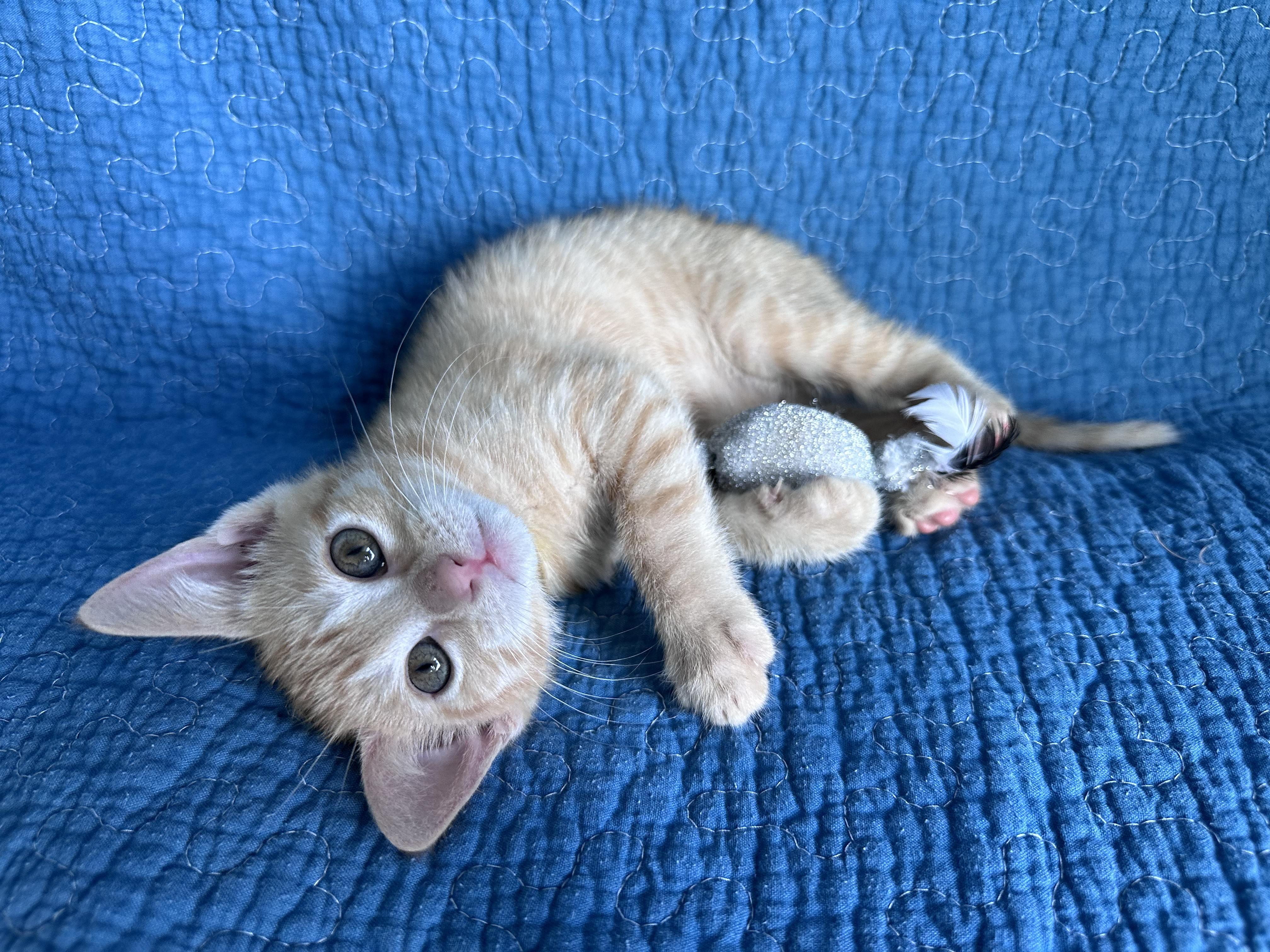 Sergeant Snuggles, a Adoptable Domestic Short Hair in Bryan, TX image 3/3