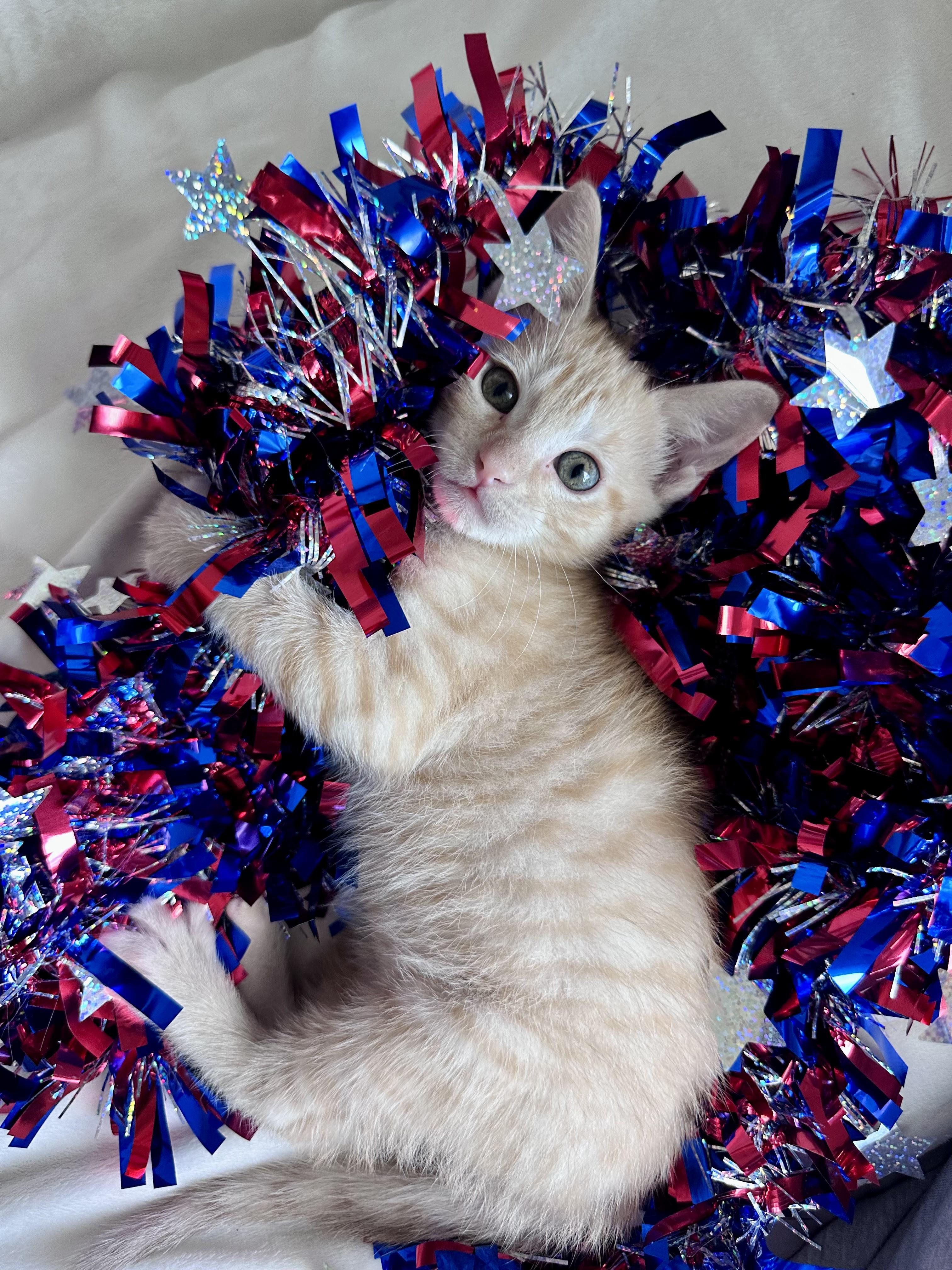 Sergeant Snuggles, Adoptable, Kitten Female Domestic Short Hair.
