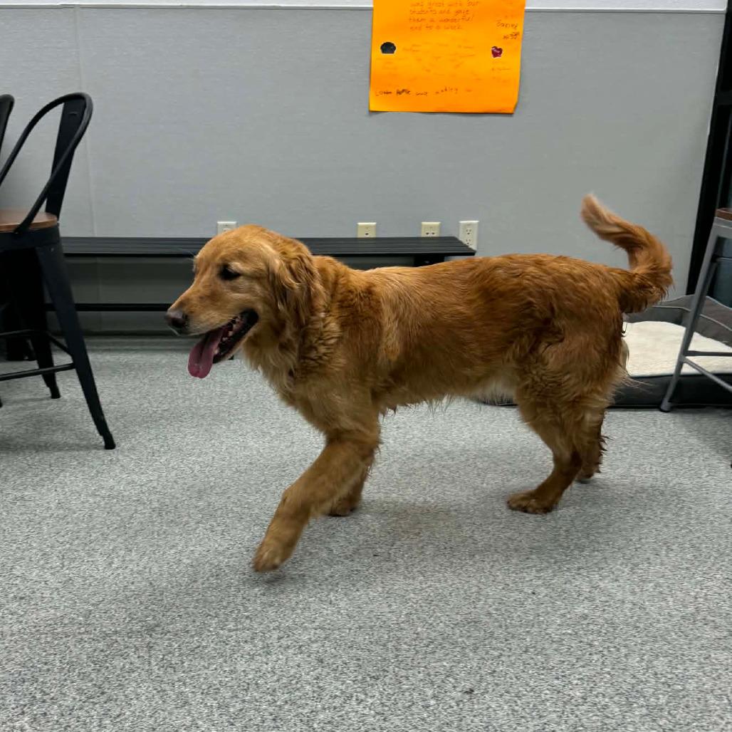 Big Mac, an adopted Golden Retriever in Monticello, IA image 2/4