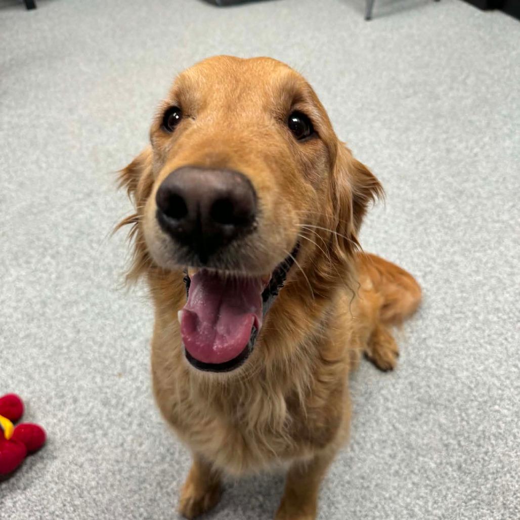 Big Mac, an adopted Golden Retriever in Monticello, IA image 4/4