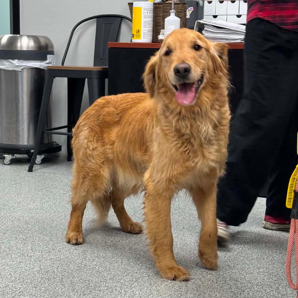 Big Mac, an adopted Golden Retriever in Monticello, IA image 3/4
