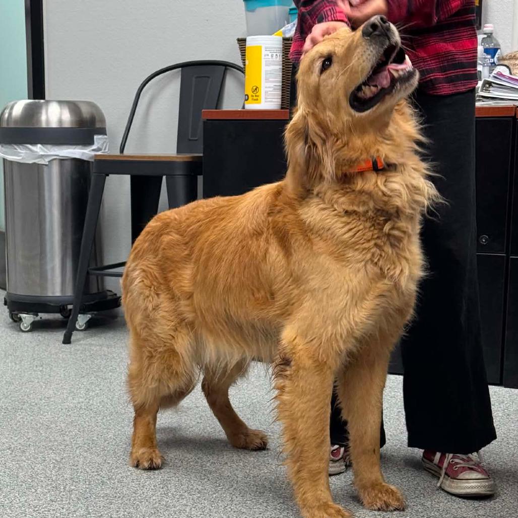 Big Mac, adopted, Adult Male Golden Retriever.