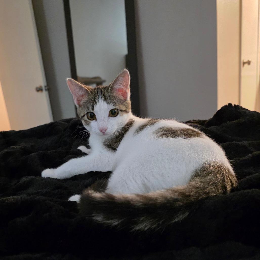 Enlarge Posey, a Adoptable Domestic Short Hair in Fort Worth, TX image 1/4