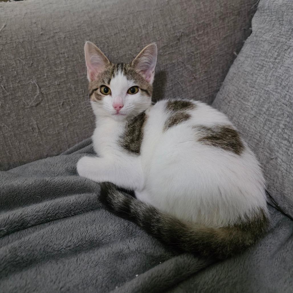 Enlarge Posey, a Adoptable Domestic Short Hair in Fort Worth, TX image 2/4