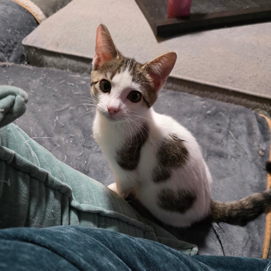 Enlarge Posey, a Adoptable Domestic Short Hair in Fort Worth, TX image 3/4