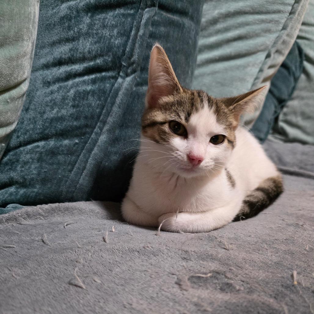 Enlarge Posey, a Adoptable Domestic Short Hair in Fort Worth, TX image 4/4