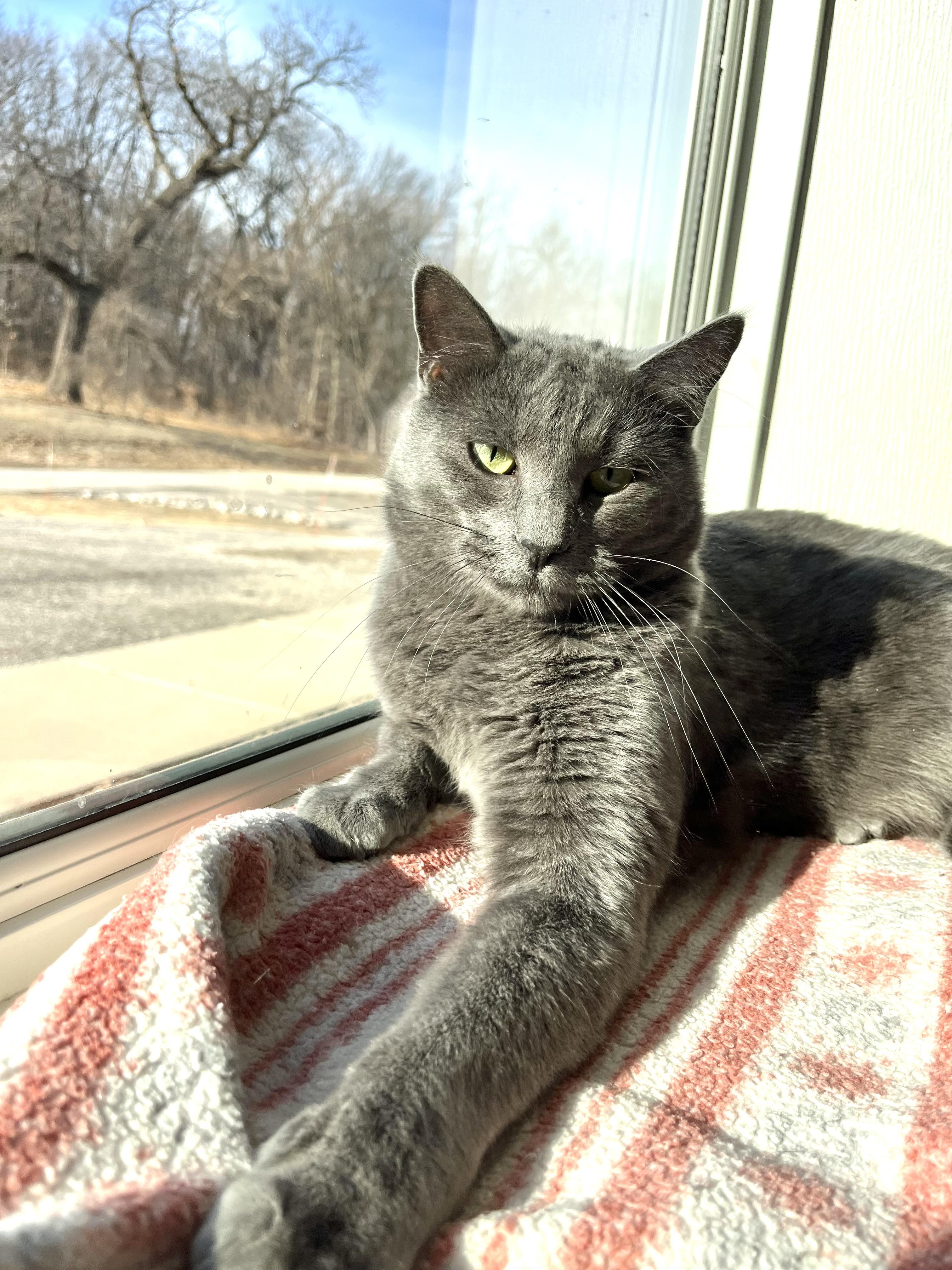 Apollo, Adoptable, Adult Male Domestic Short Hair.