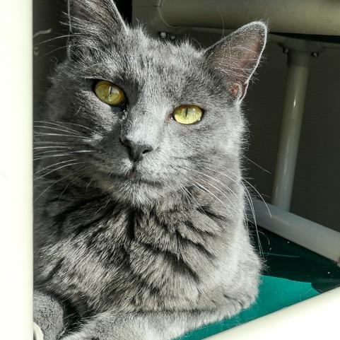 Apollo, Adoptable, Adult Male Domestic Short Hair.