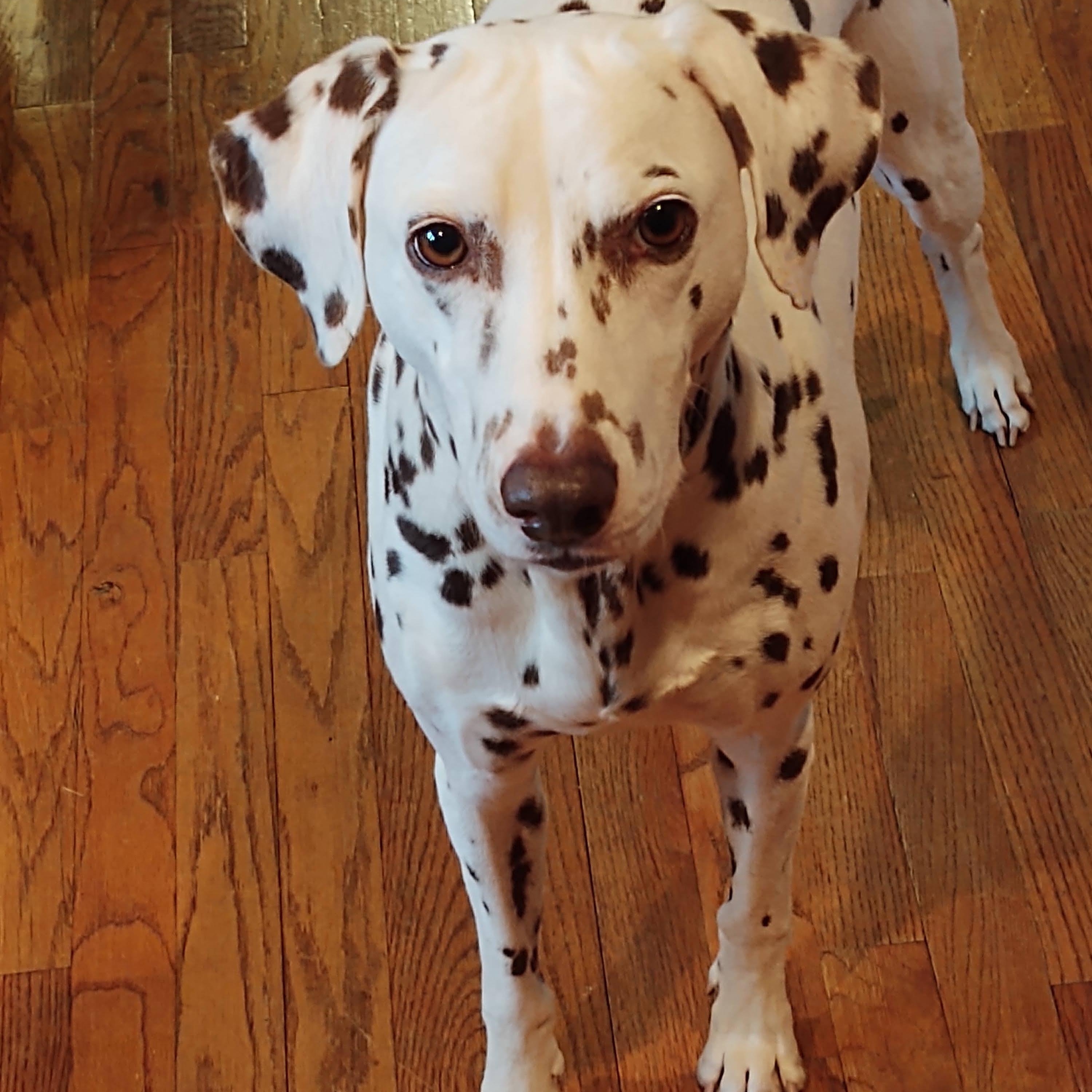 Enlarge Pippa-Lexington, NC, a Adoptable Dalmatian in Lexington, NC image 6/6