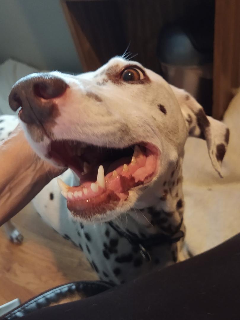 Enlarge Pippa-Lexington, NC, a Adoptable Dalmatian in Lexington, NC image 5/6