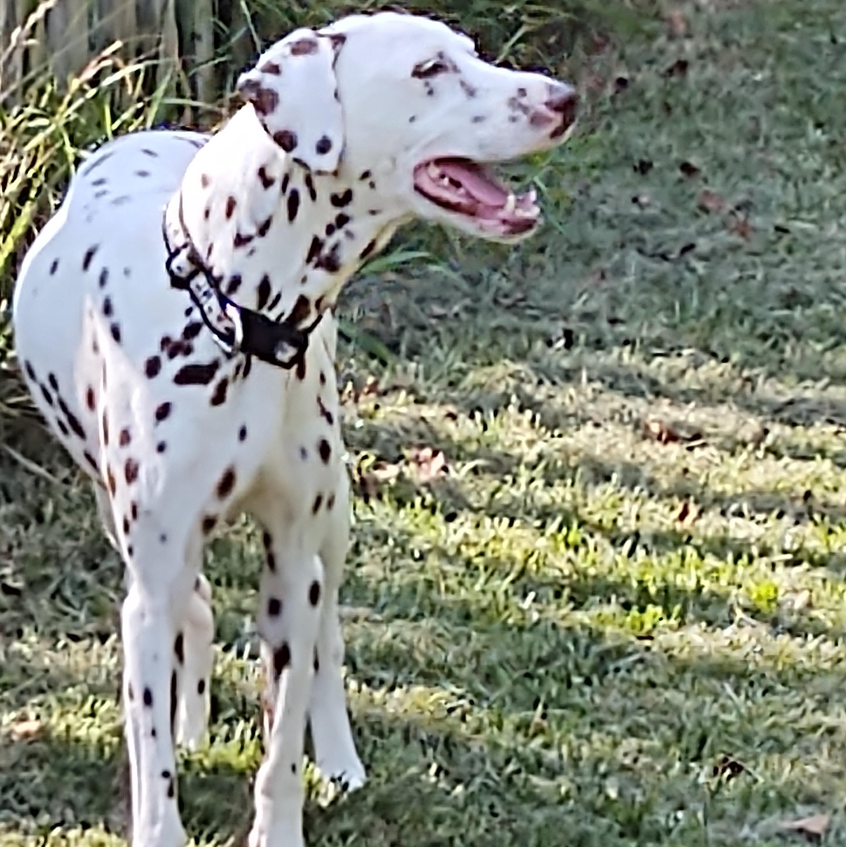 Pippa-Lexington, NC, a Adoptable Dalmatian in Lexington, NC image 2/3