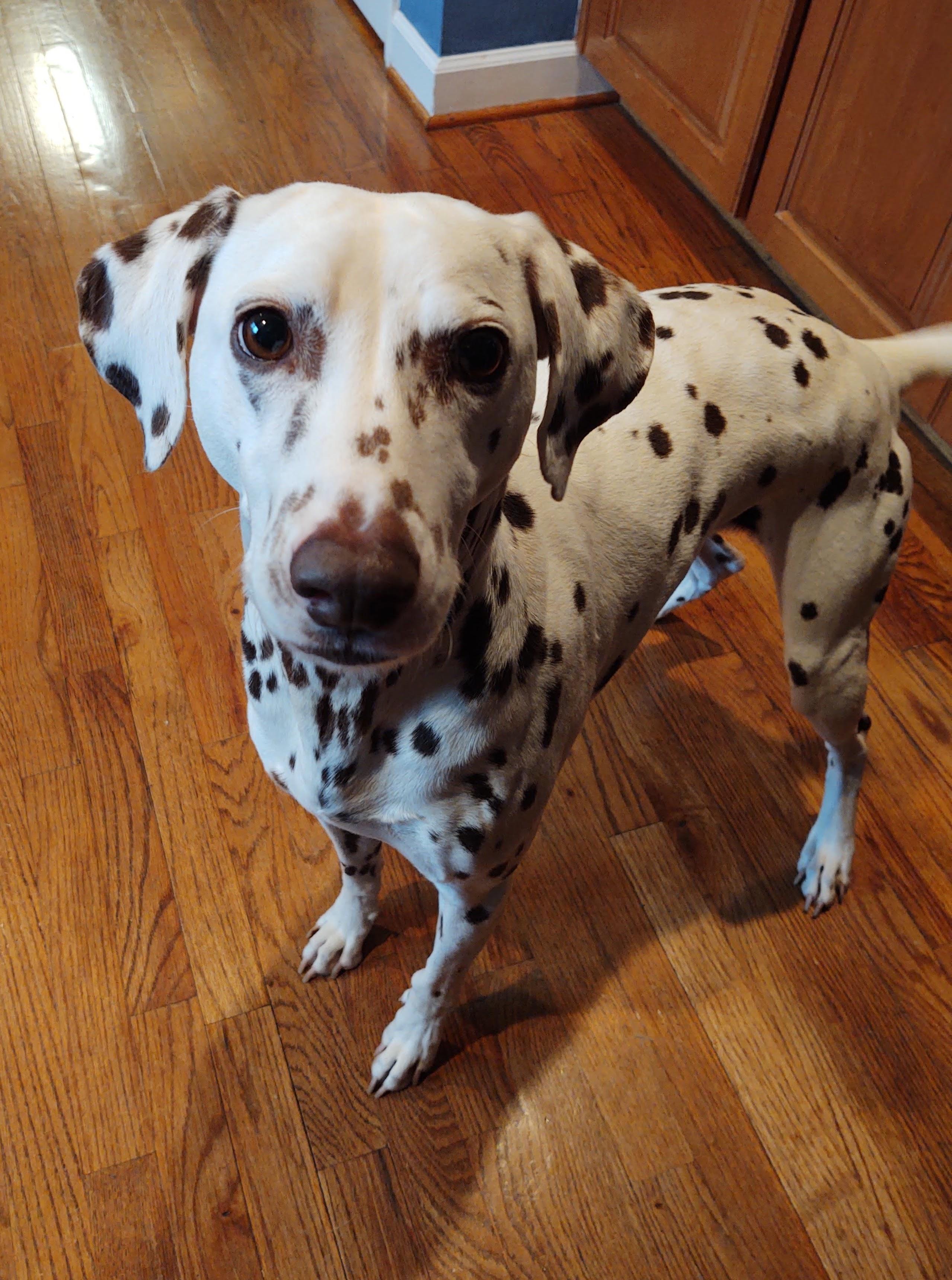 Enlarge Pippa-Lexington, NC, a Adoptable Dalmatian in Lexington, NC image 3/6