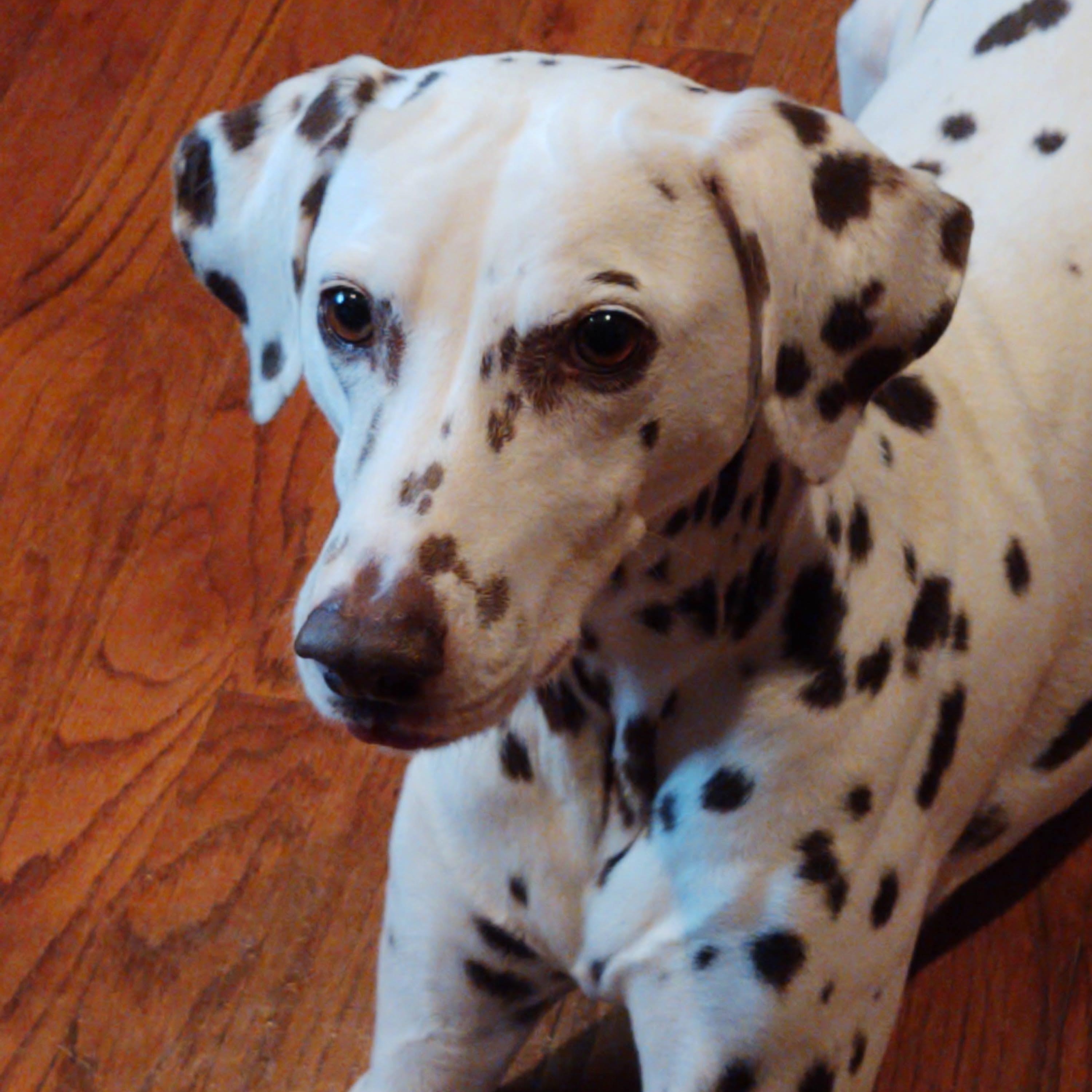 Pippa-Lexington, NC, Adoptable, Adult Female Dalmatian.