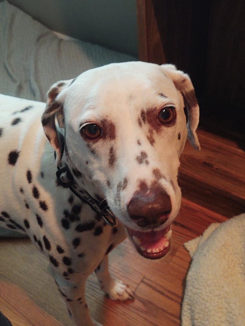 Enlarge Pippa-Lexington, NC, a Adoptable Dalmatian in Lexington, NC image 2/6