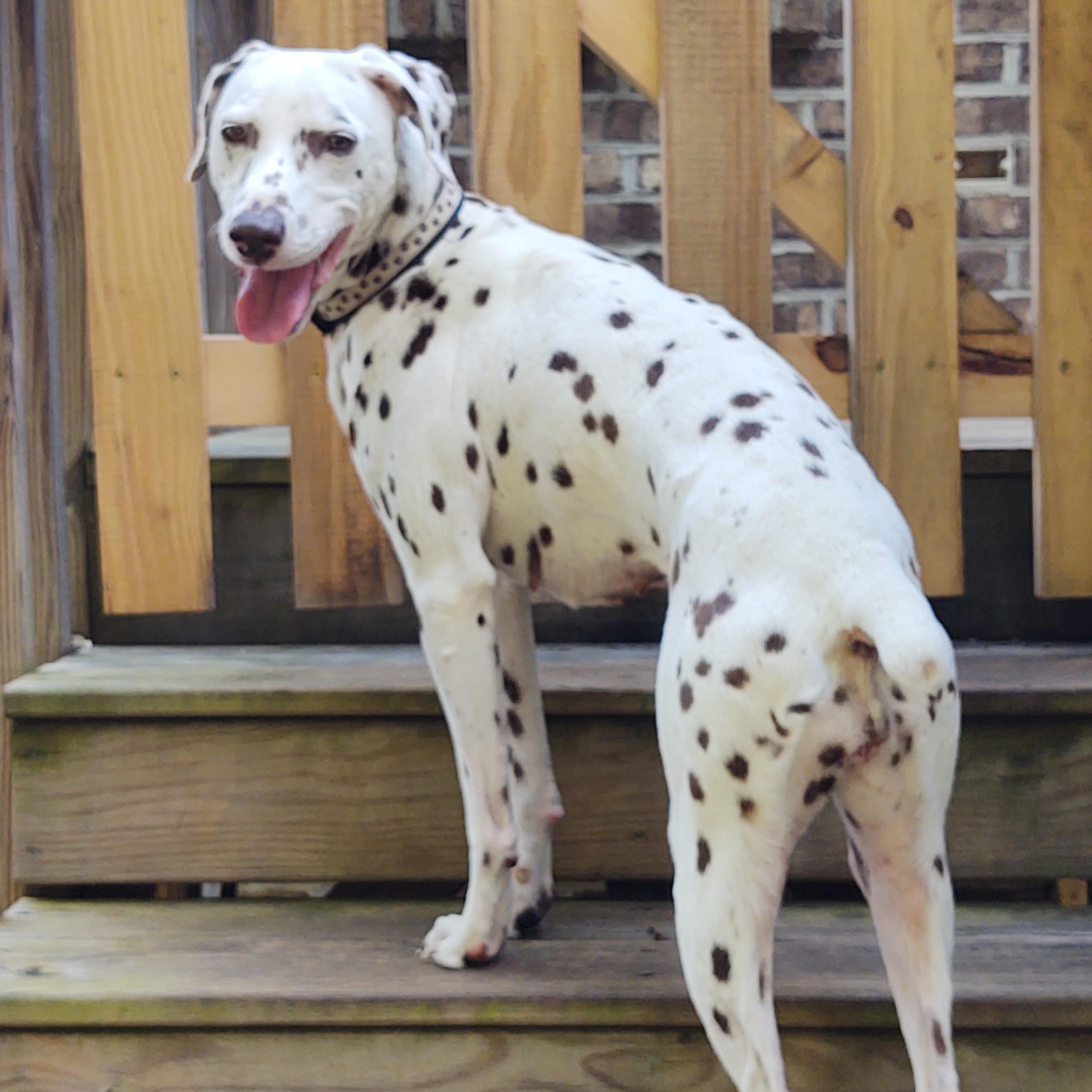 Pippa-Lexington, NC, a Adoptable Dalmatian in Lexington, NC image 1/3