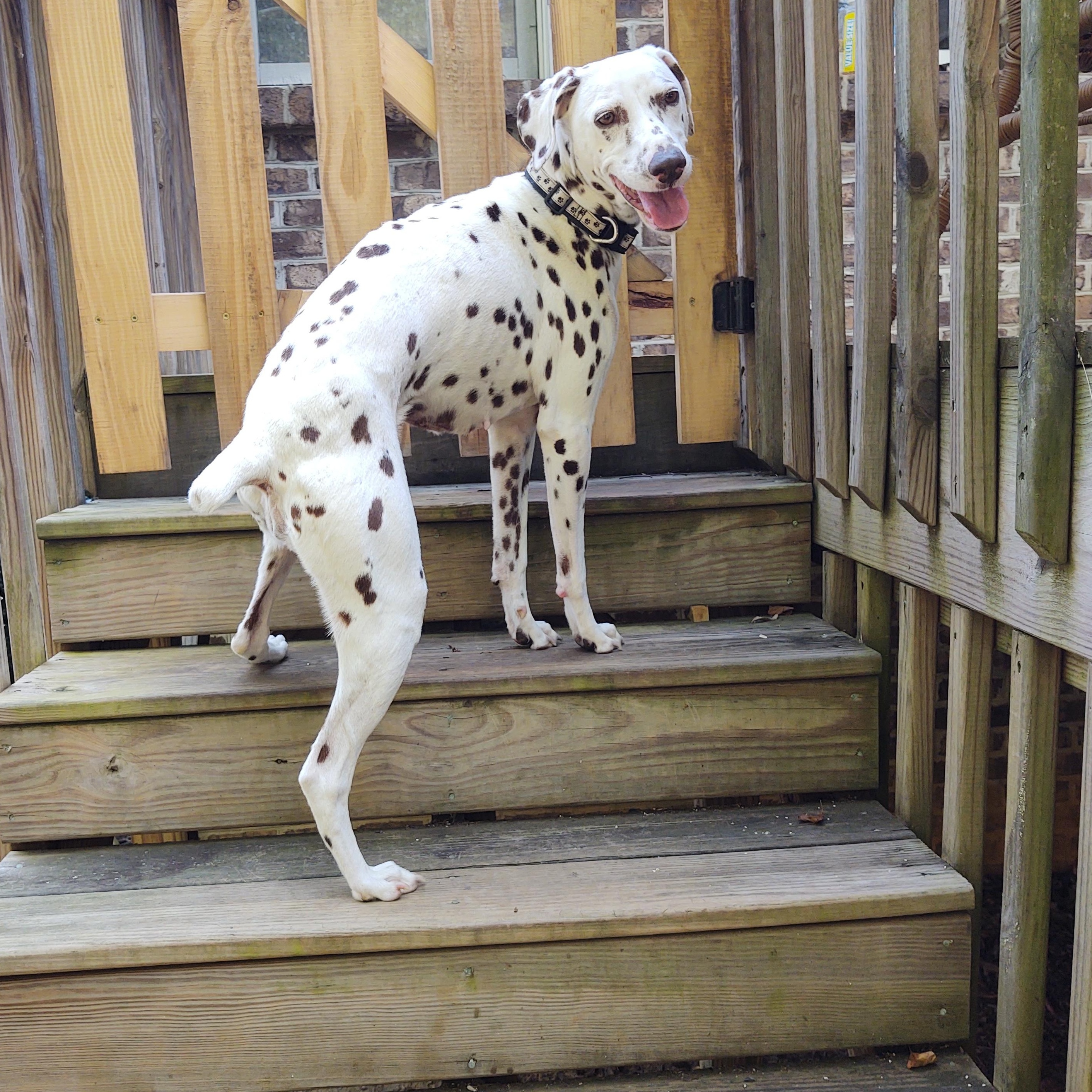 Pippa-Lexington, NC, a Adoptable Dalmatian in Lexington, NC image 3/3