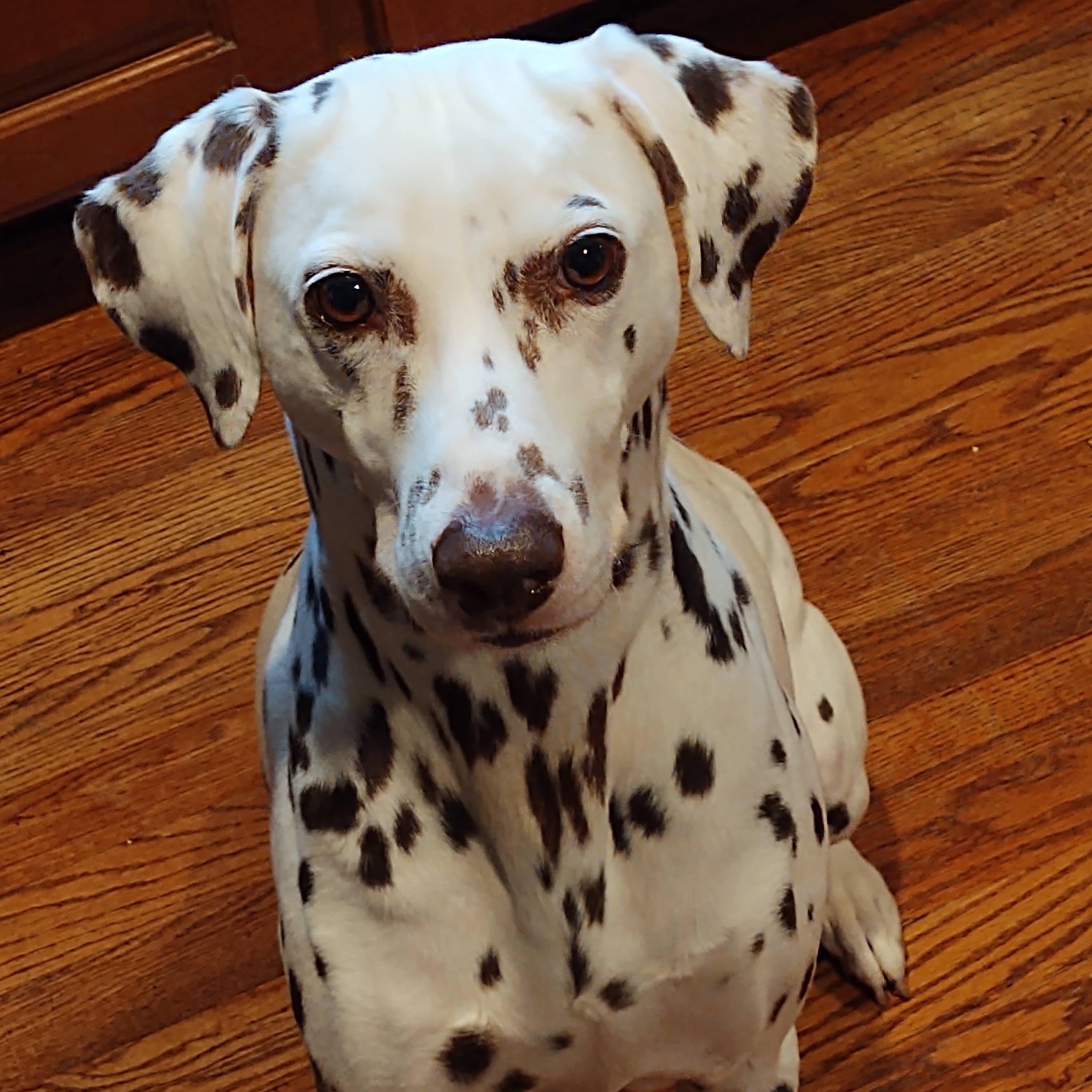 Enlarge Pippa-Lexington, NC, a Adoptable Dalmatian in Lexington, NC image 4/6
