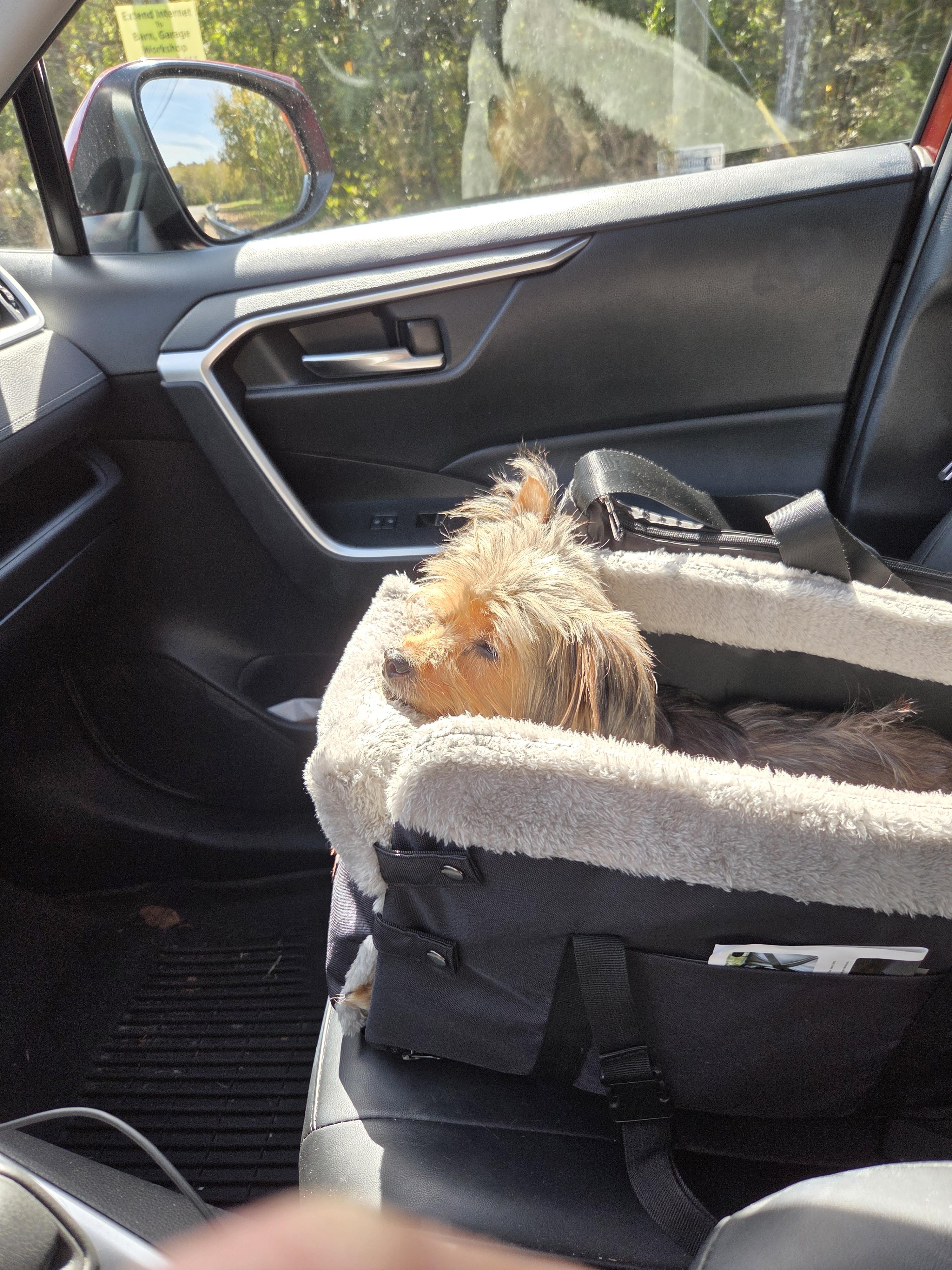 Enlarge Maddy, a Adopted Yorkshire Terrier in Knoxville, TN image 1/3
