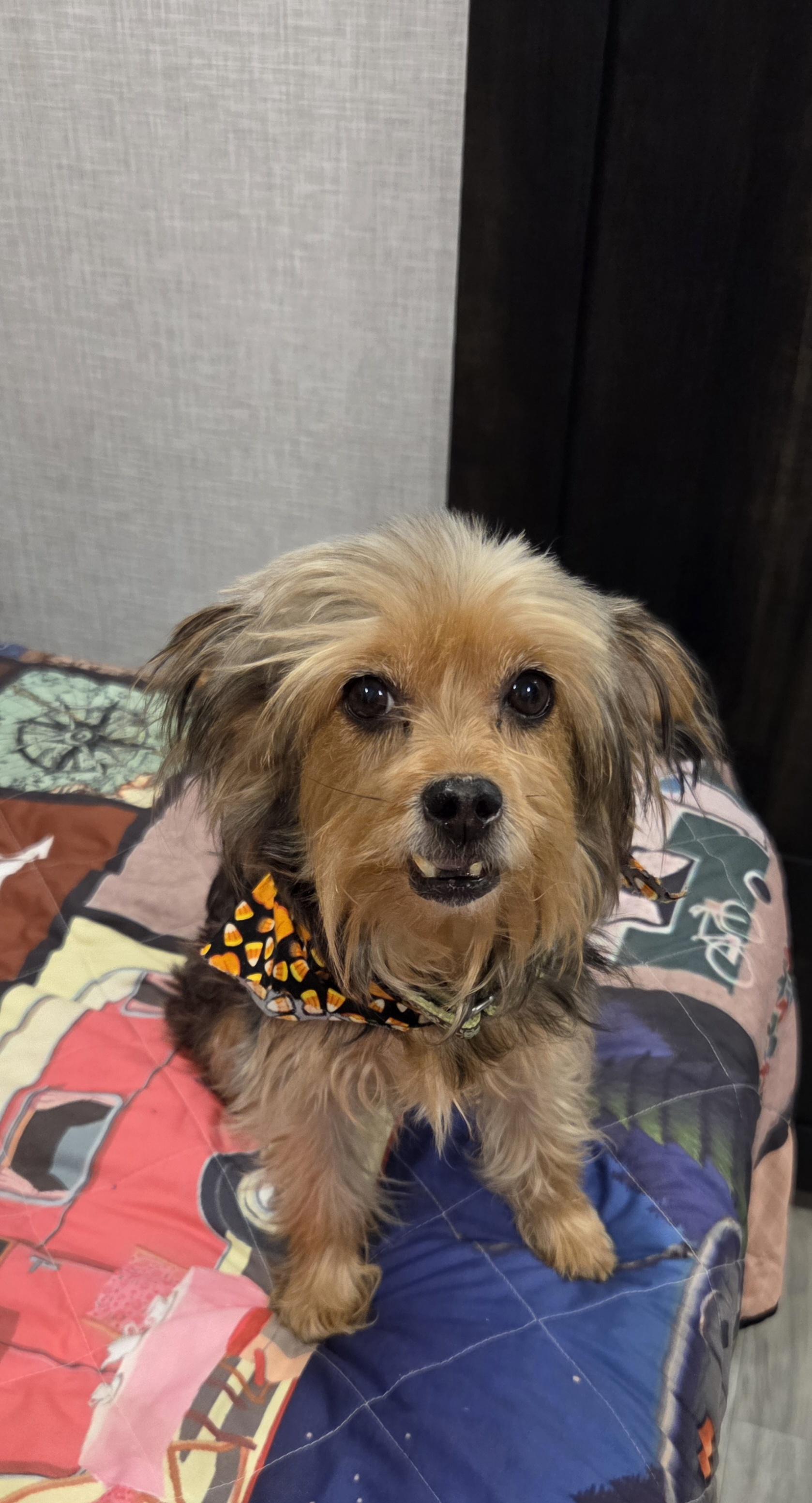 Enlarge Maddy, a Adopted Yorkshire Terrier in Knoxville, TN image 2/3