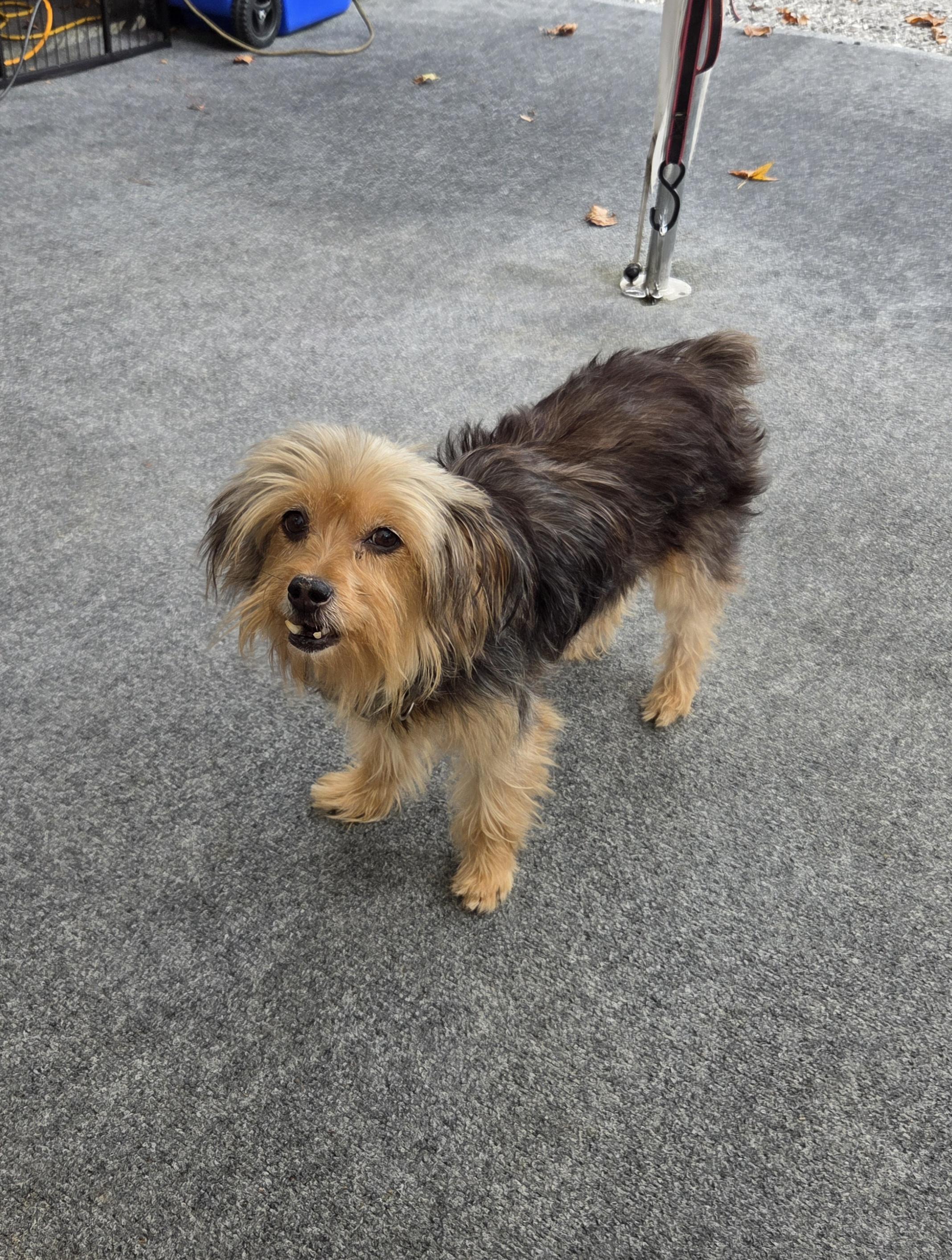 Enlarge Maddy, a Adopted Yorkshire Terrier in Knoxville, TN image 3/3