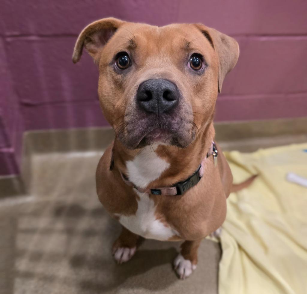 Biscuit, Adoptable, Adult Male Terrier.