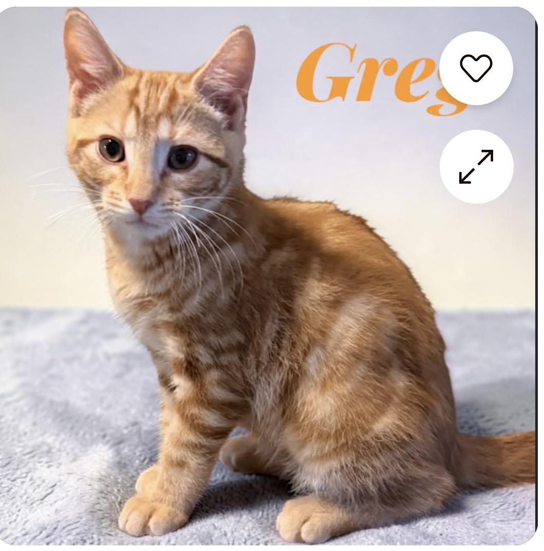 Enlarge Greg, a Adopted Domestic Short Hair in York, PA image 1/4