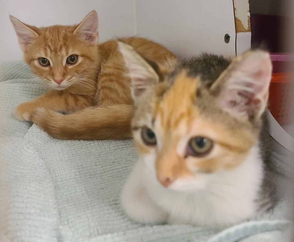 Wren-Kitten (Must go with Ellis), Adopted, Kitten Female Domestic Short Hair.