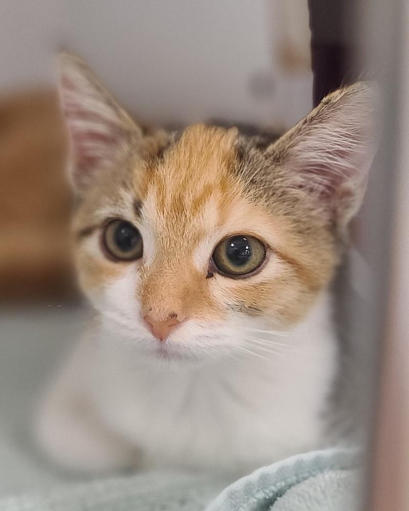 Enlarge Wren-Kitten (Must go with Ellis), a Adopted Domestic Short Hair in Cary, NC image 2/3