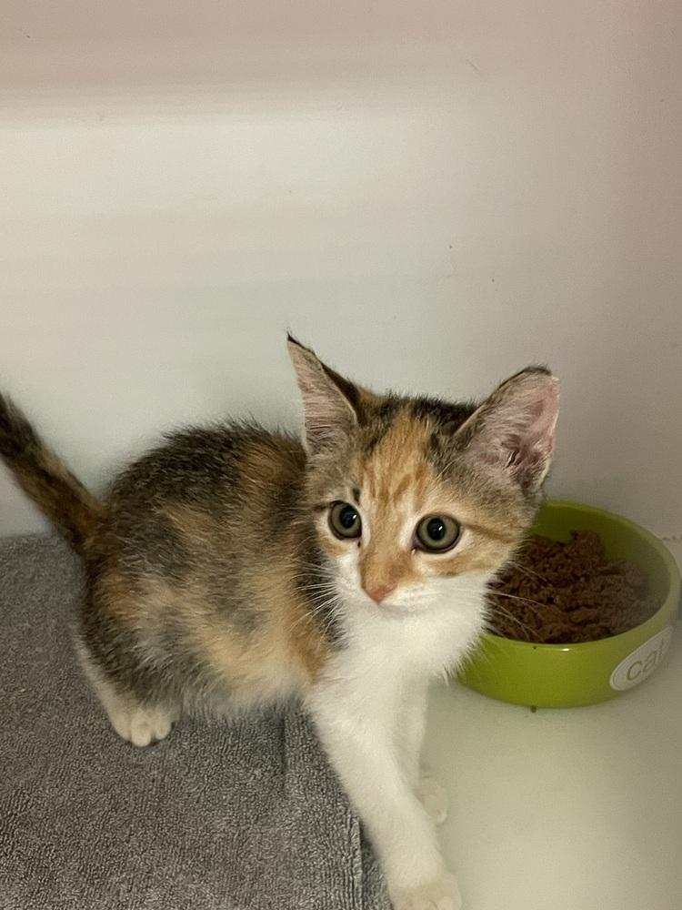 Enlarge Wren-Kitten (Must go with Ellis), a Adopted Domestic Short Hair in Cary, NC image 3/3