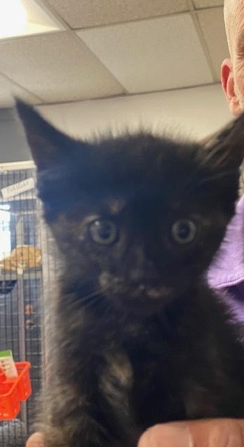 Latte, Adoptable, Kitten Female Domestic Short Hair.