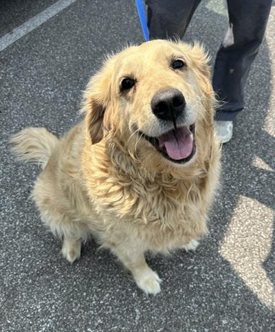 Angie, Adopted, Adult Female Golden Retriever.
