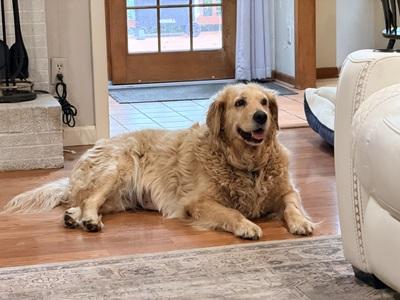 Enlarge Angie, a Adopted Golden Retriever in Cleveland, OH image 2/5