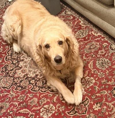 Enlarge Angie, a Adopted Golden Retriever in Cleveland, OH image 5/5