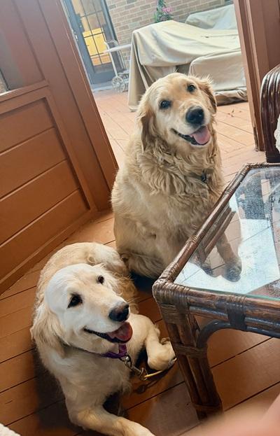 Enlarge Angie, a Adopted Golden Retriever in Cleveland, OH image 4/5