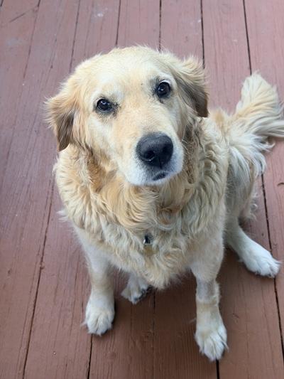 Enlarge Angie, a Adopted Golden Retriever in Cleveland, OH image 3/5