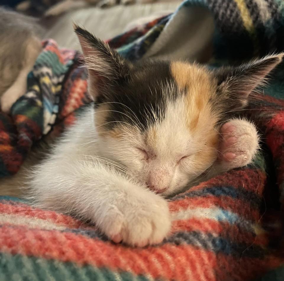 Shirley, Adoptable, Kitten Female Calico.